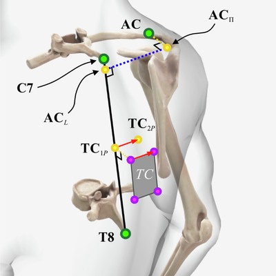 Posterior marker set on shoulder skeleton model