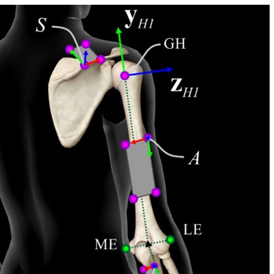 Proximal ulna marker cluster on arm skeleton model